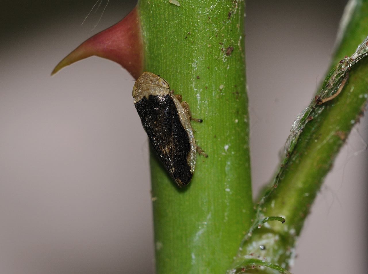 Philaenus spumarius f. lateralis ? Ni, f. marginella